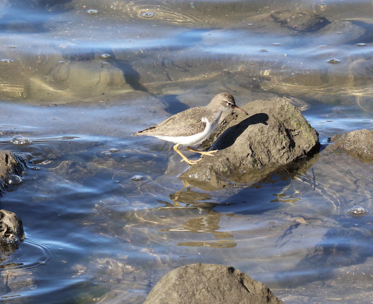 Spotted Sandpiper - ML413628321