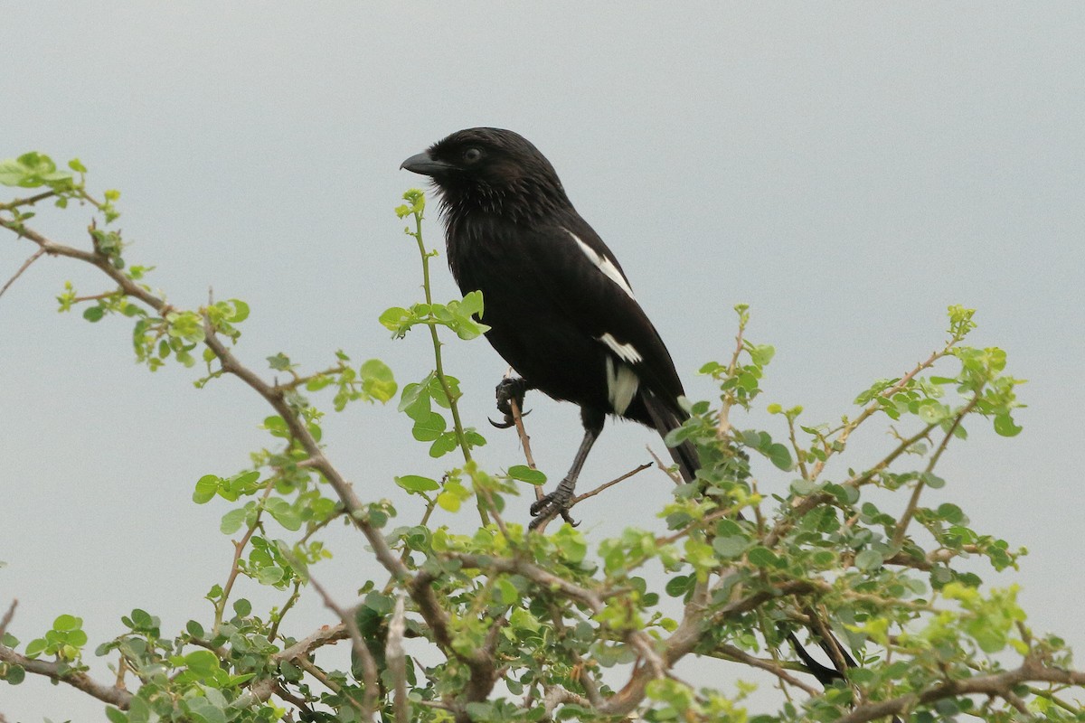 Magpie Shrike - ML413628621