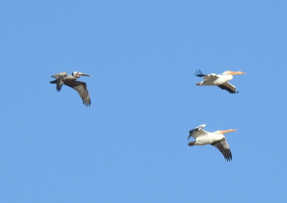 Brown Pelican - Steve Hosmer