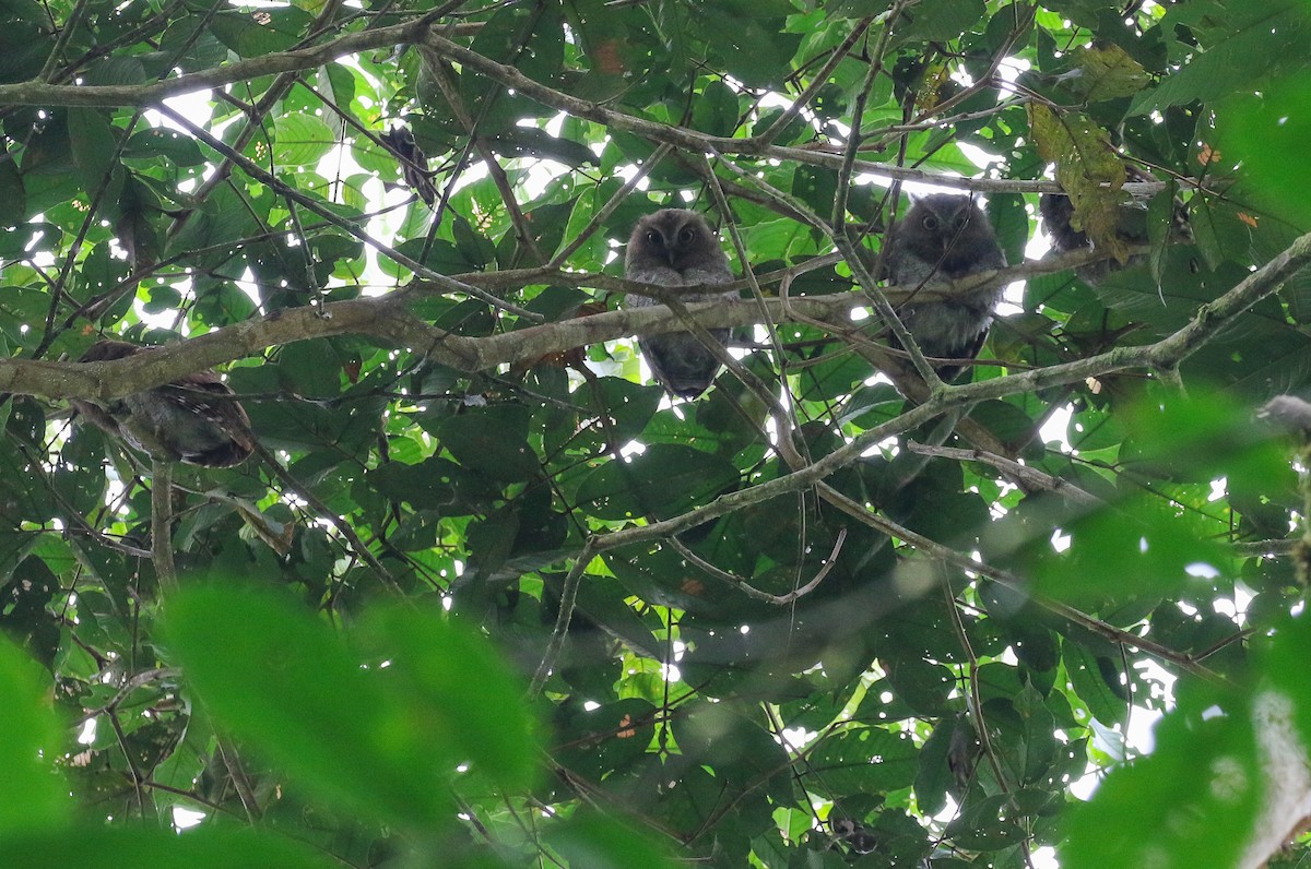 Foothill Screech-Owl - Ryan Zucker