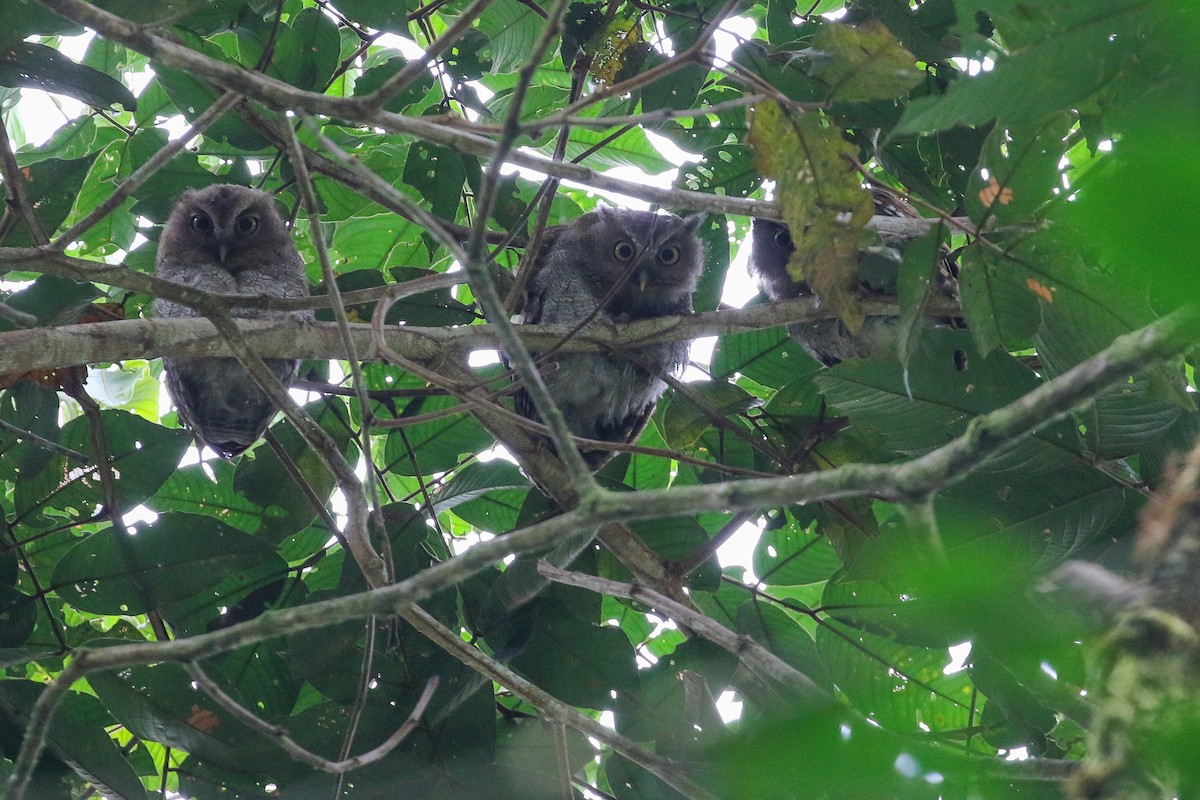 Foothill Screech-Owl - Ryan Zucker