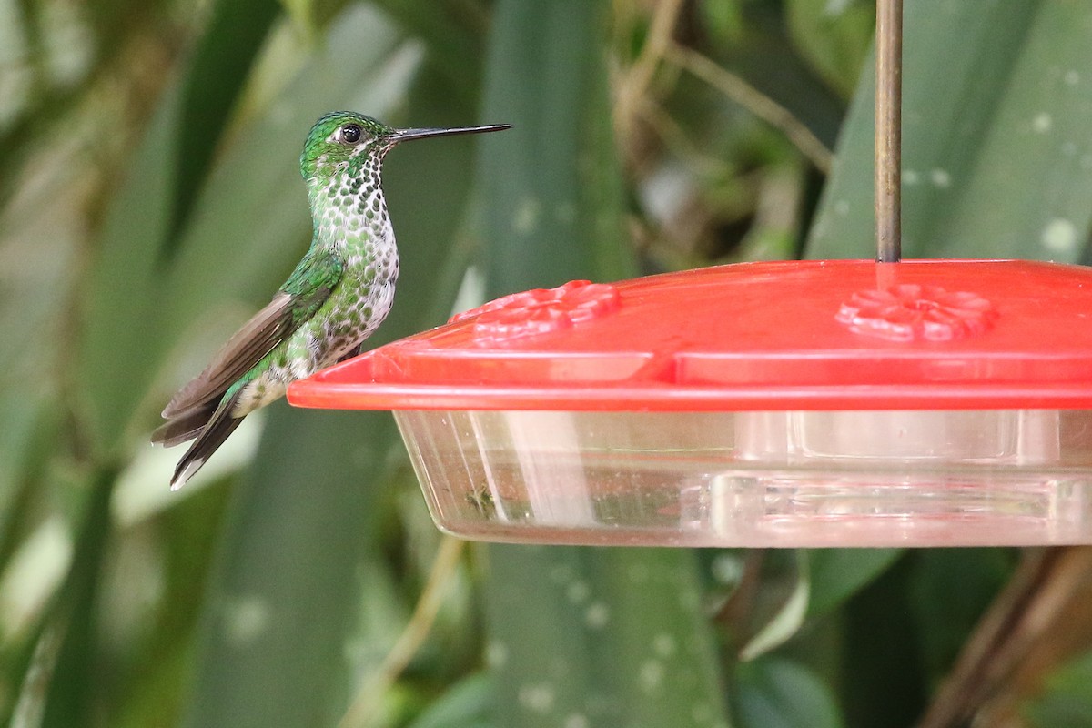 Rufous-vented Whitetip - ML413632191