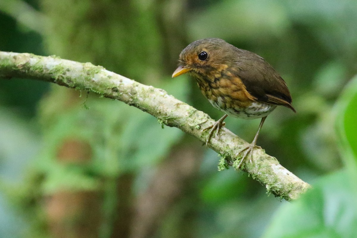 Ochre-breasted Antpitta - ML413632971