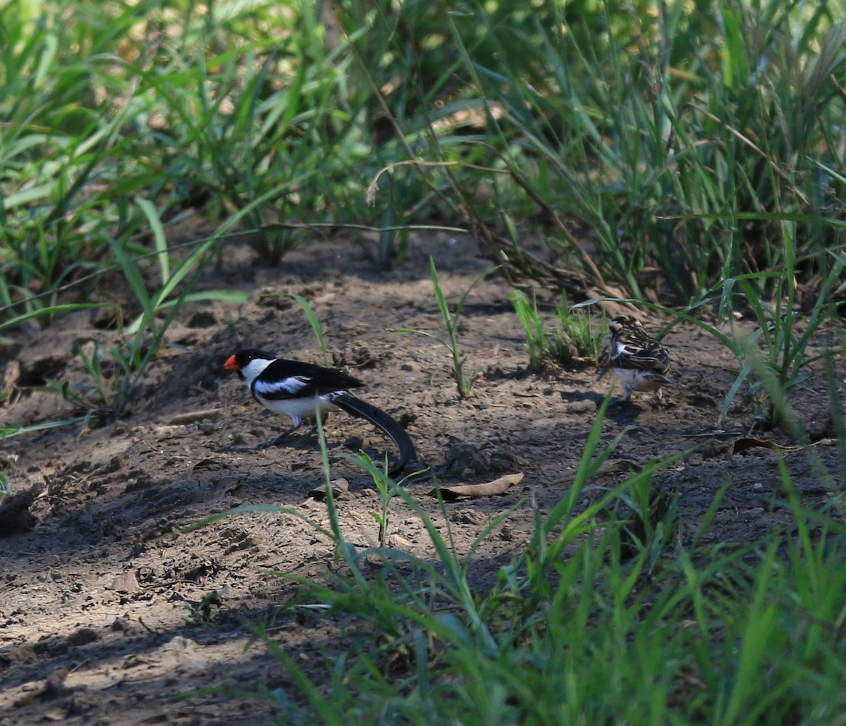 Pin-tailed Whydah - ML413635011