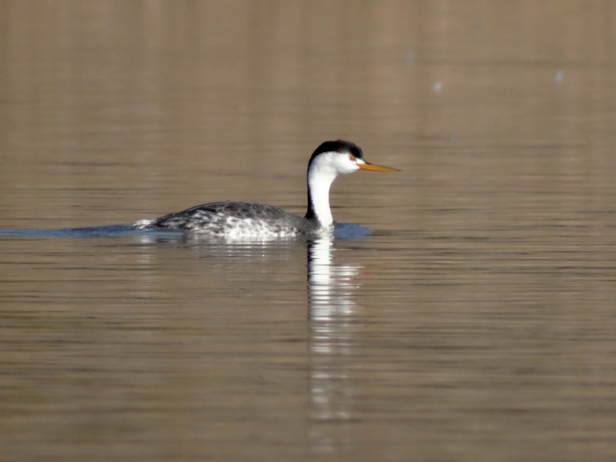 Western/Clark's Grebe - Janine McCabe