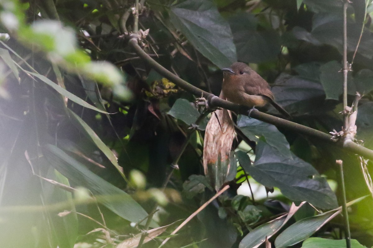 Brown Nunlet - ML413637181