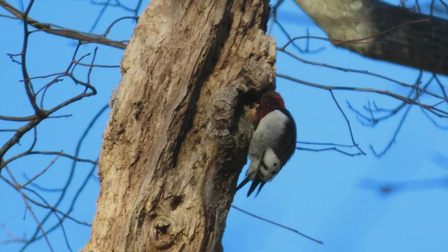 Red-headed Woodpecker - ML413637261