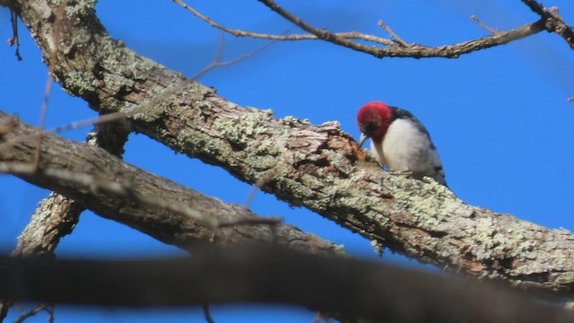 Red-headed Woodpecker - ML413637391