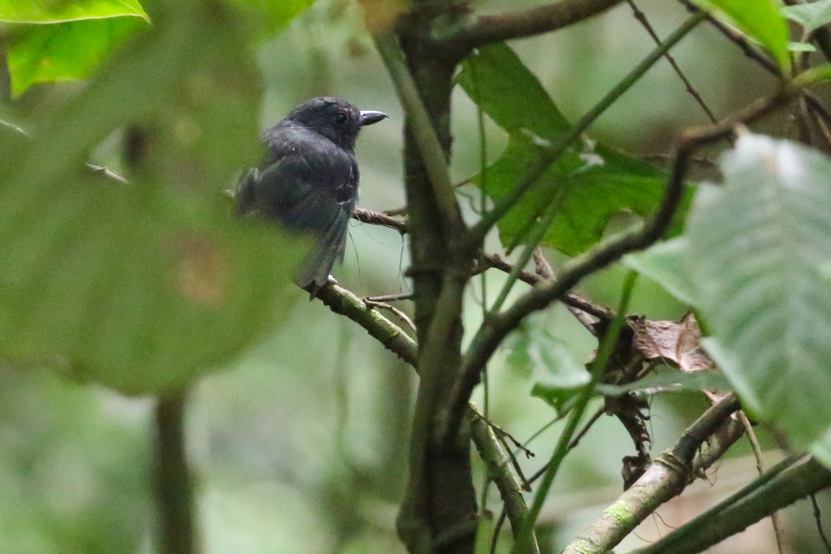 White-streaked Antvireo - Ryan Zucker