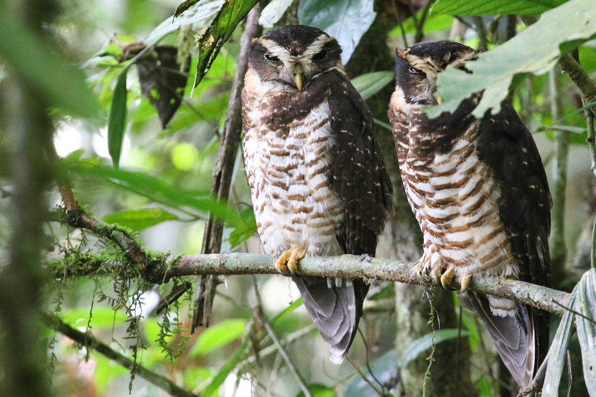 pulsatrix melanota Pulsatrix melanota (Band-bellied Owl)