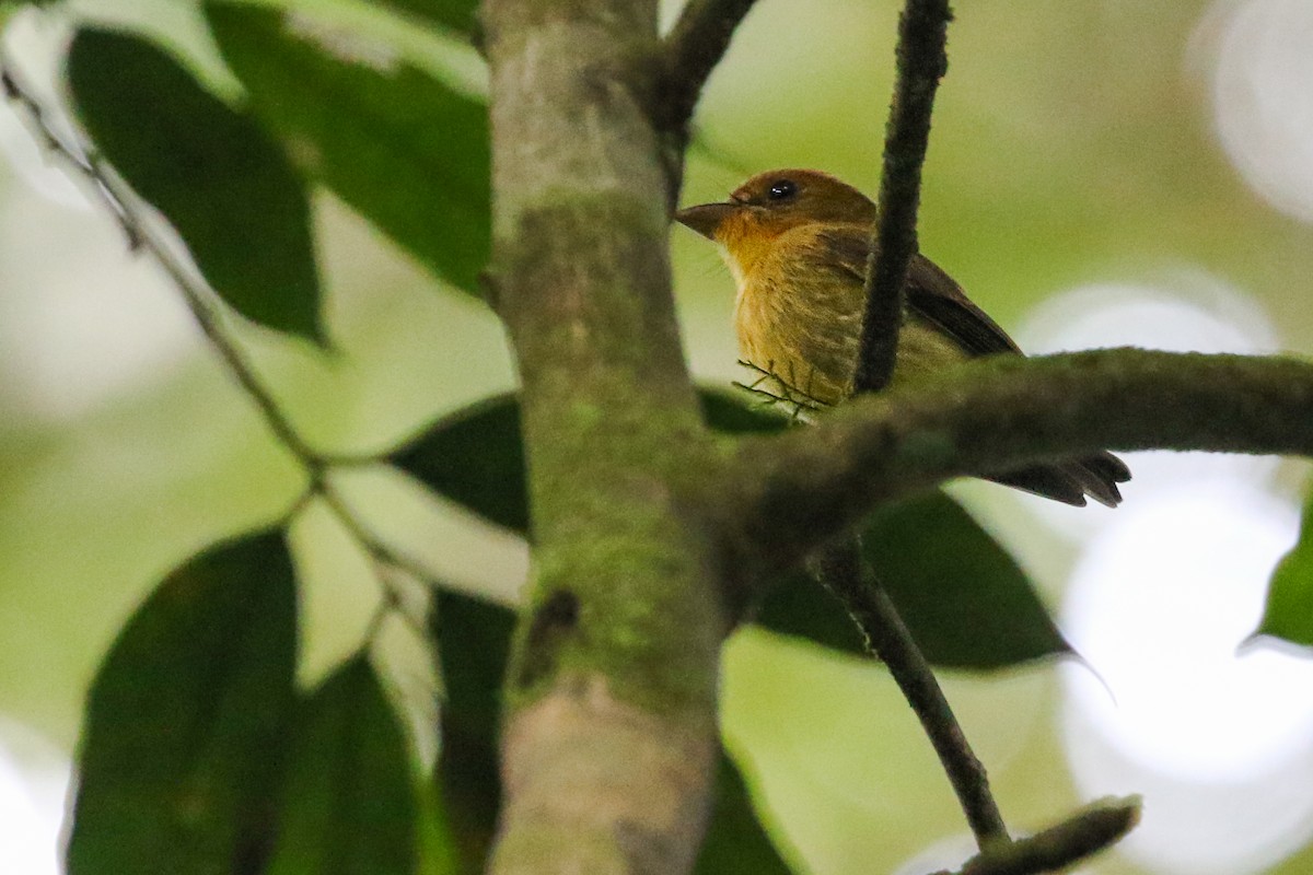 Yellow-throated Spadebill - Ryan Zucker