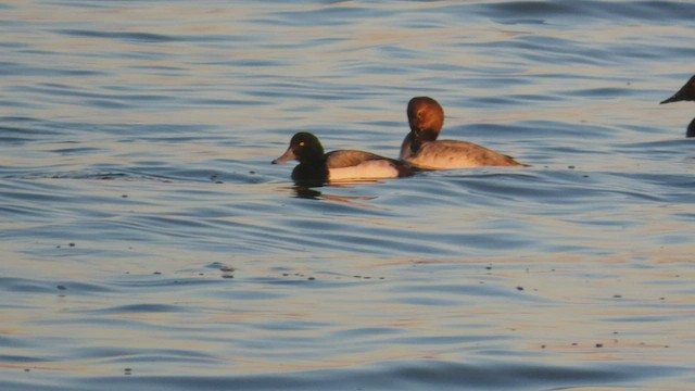 Greater Scaup - ML413638791
