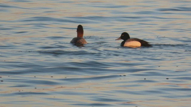 Greater Scaup - ML413639011