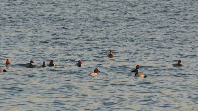 Canvasback - ML413639071