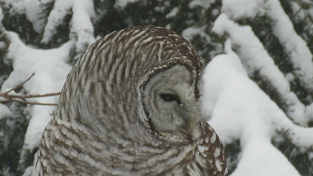 Barred Owl - ML413639351