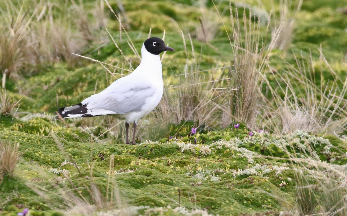 Andean Gull - ML413639461
