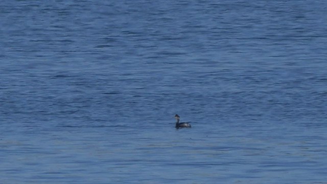 Eared Grebe - ML413641101