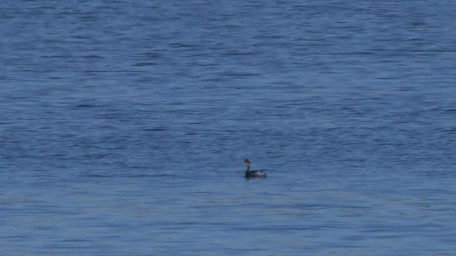 Халтар шунгуур - ML413641101