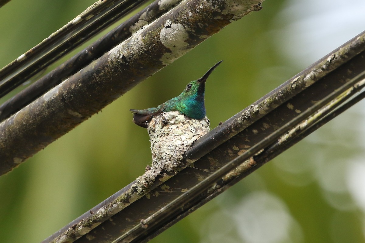 Grünbrust-Mangokolibri - ML413641331