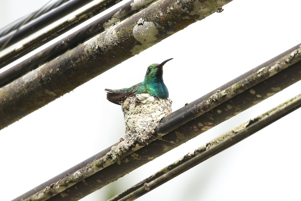 Green-breasted Mango - ML413641341