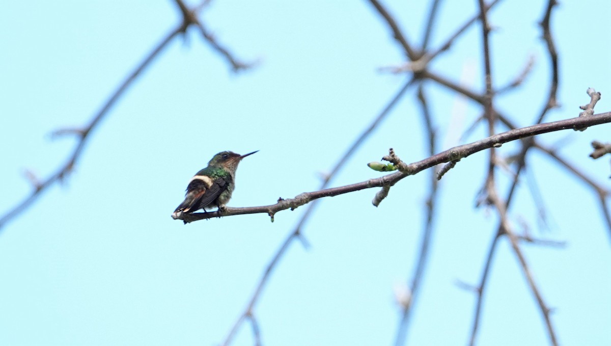 Tufted Coquette - ML413641751