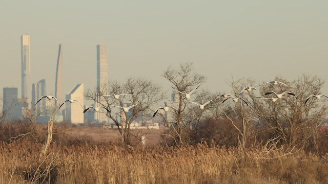 Snow Goose - ML413642081