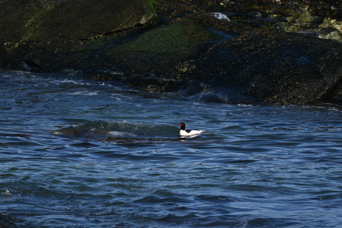 Common Merganser - ML413644391