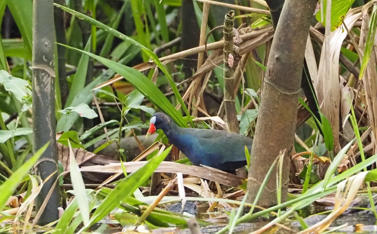 Purple Gallinule - ML413645011