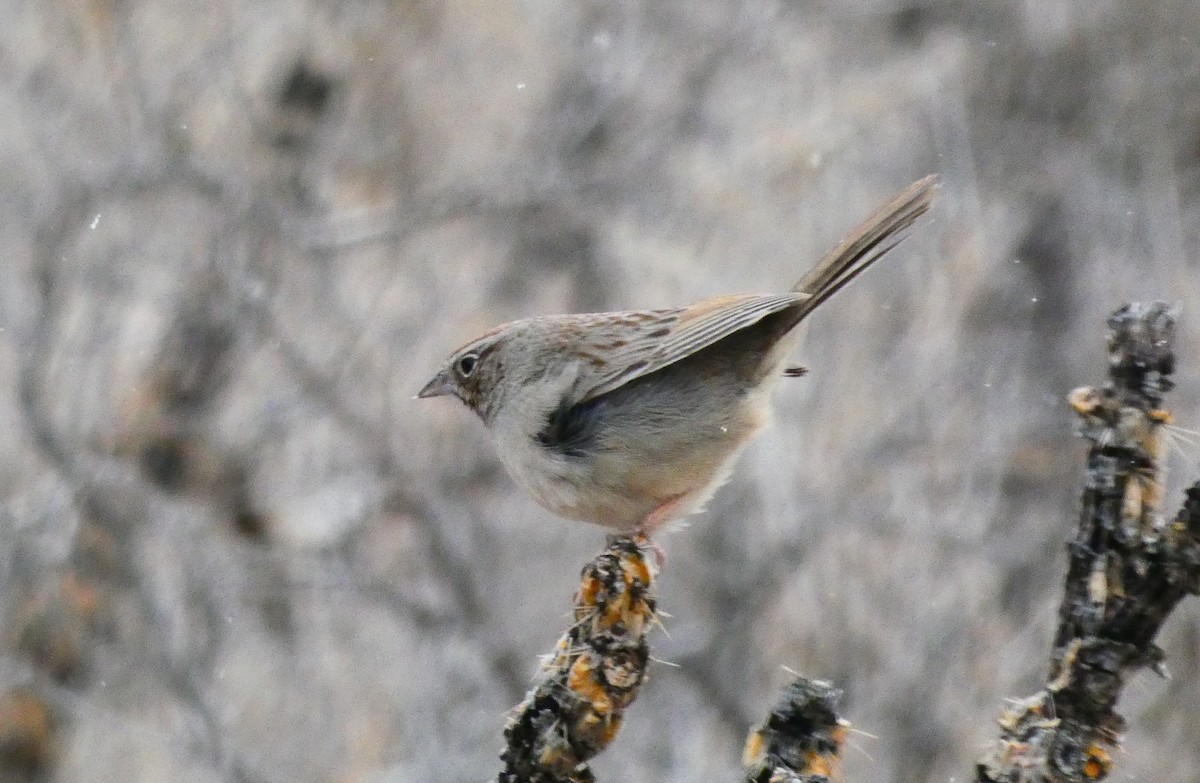 Rufous-crowned Sparrow - ML413645221