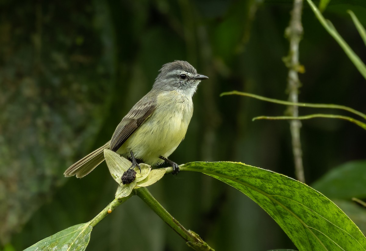 Sooty-headed Tyrannulet - ML413645291