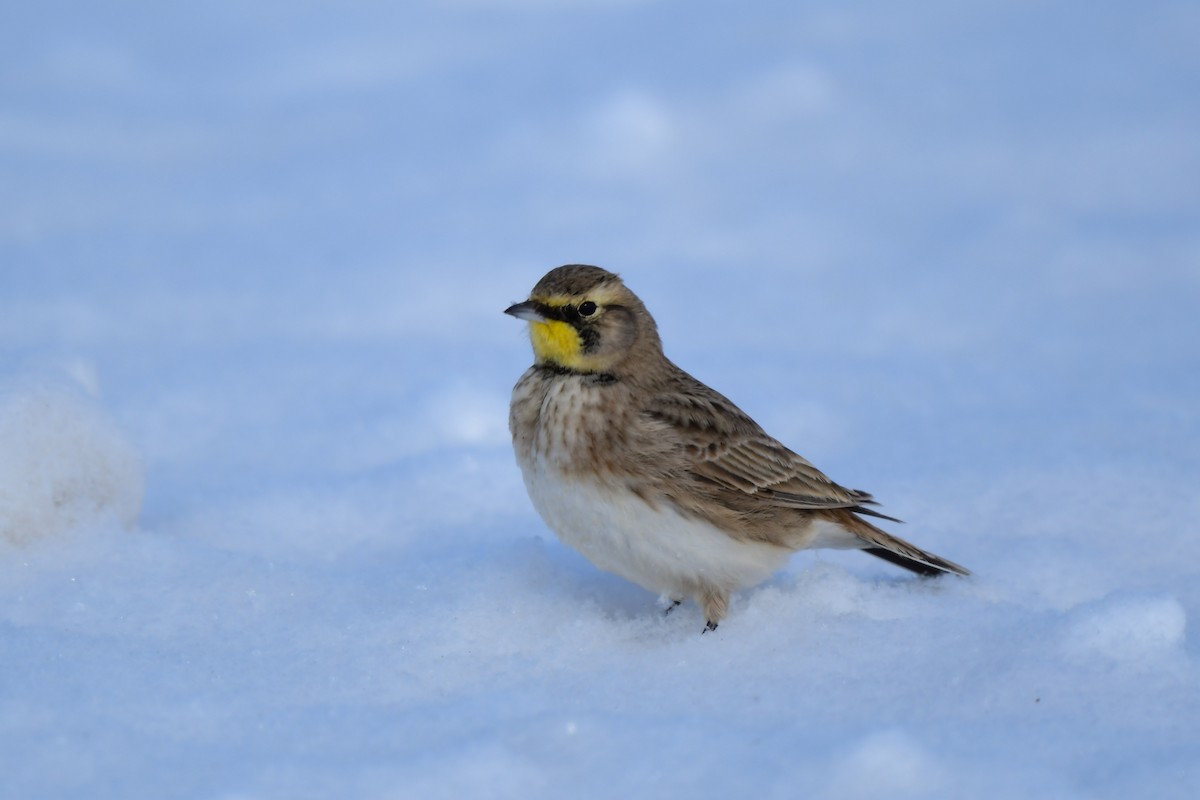 Horned Lark - ML413645541