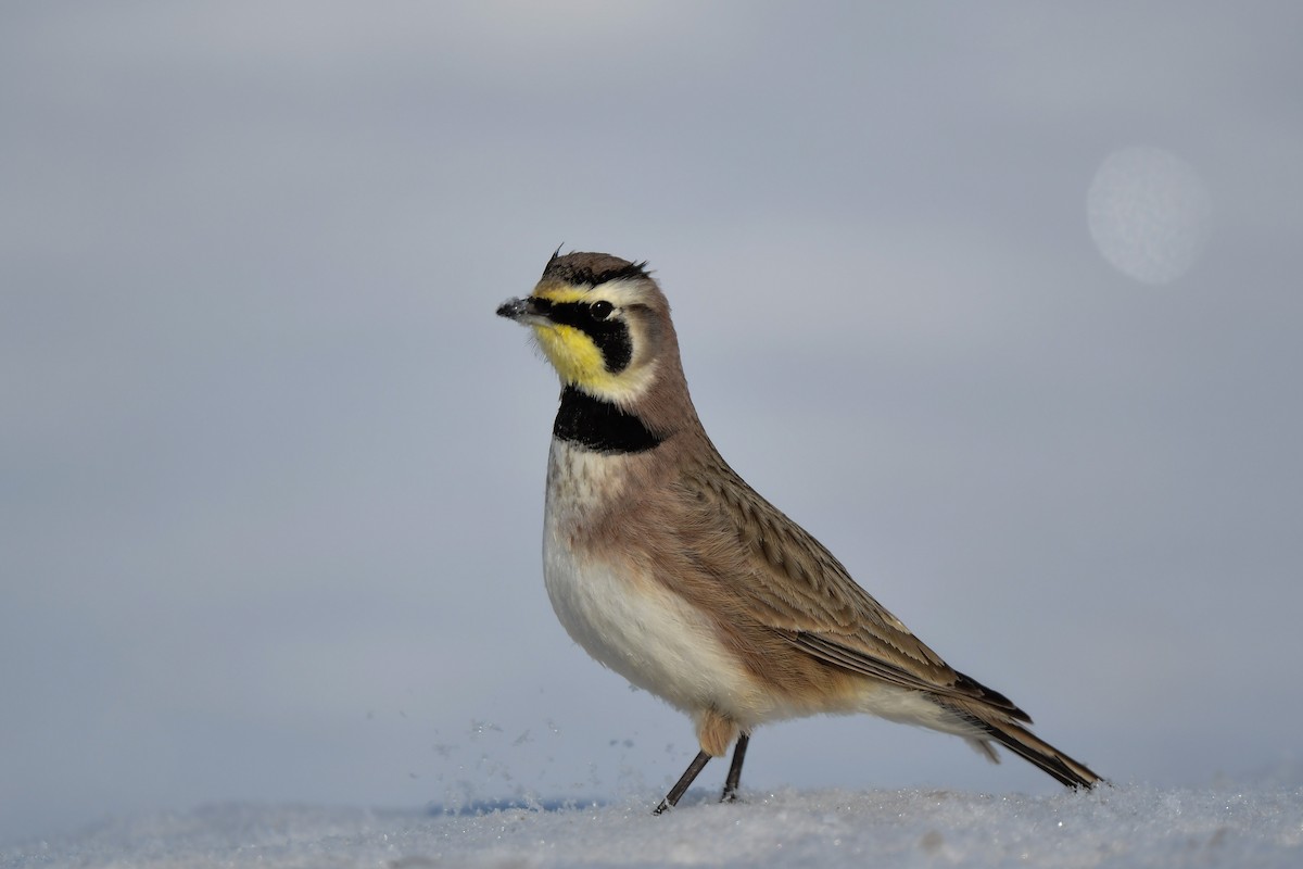 Horned Lark - ML413645611