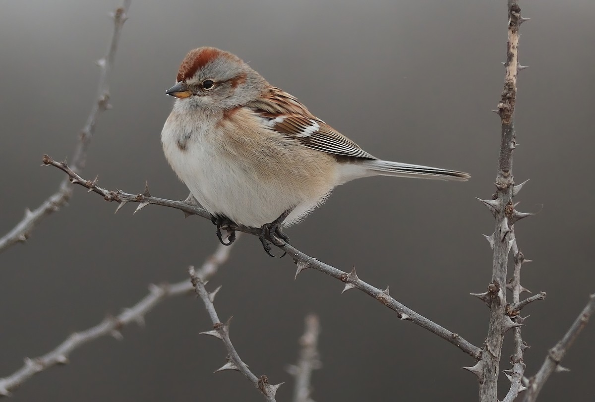 American Tree Sparrow - ML413645861