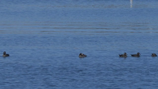 Surf Scoter - ML413647441