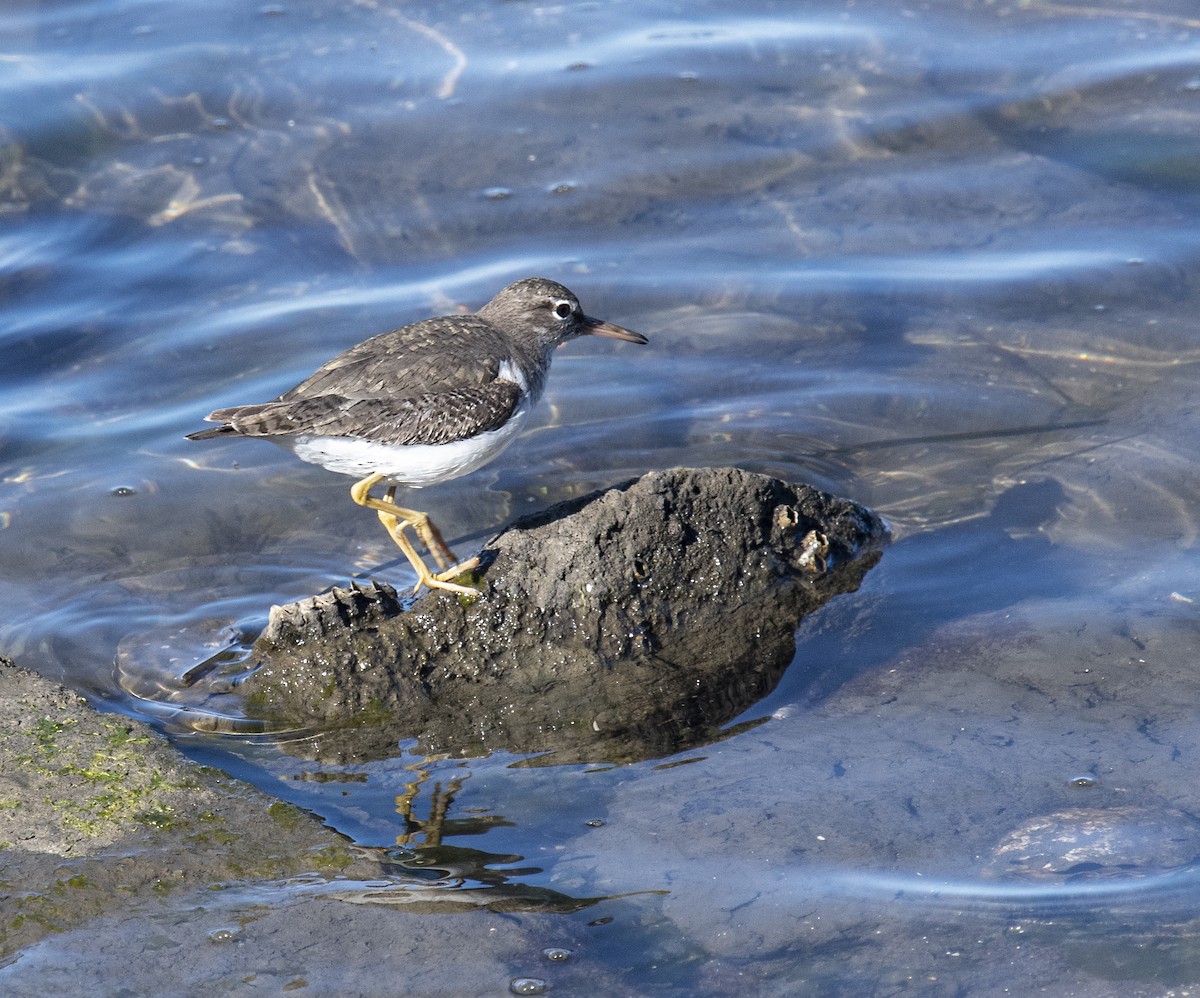 Spotted Sandpiper - ML413647931