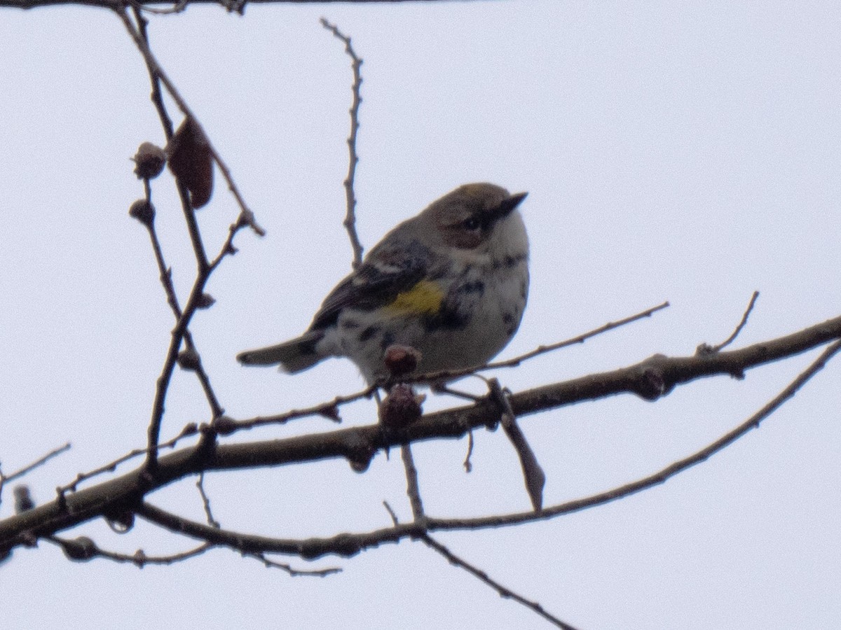 Yellow-rumped Warbler - ML413648531