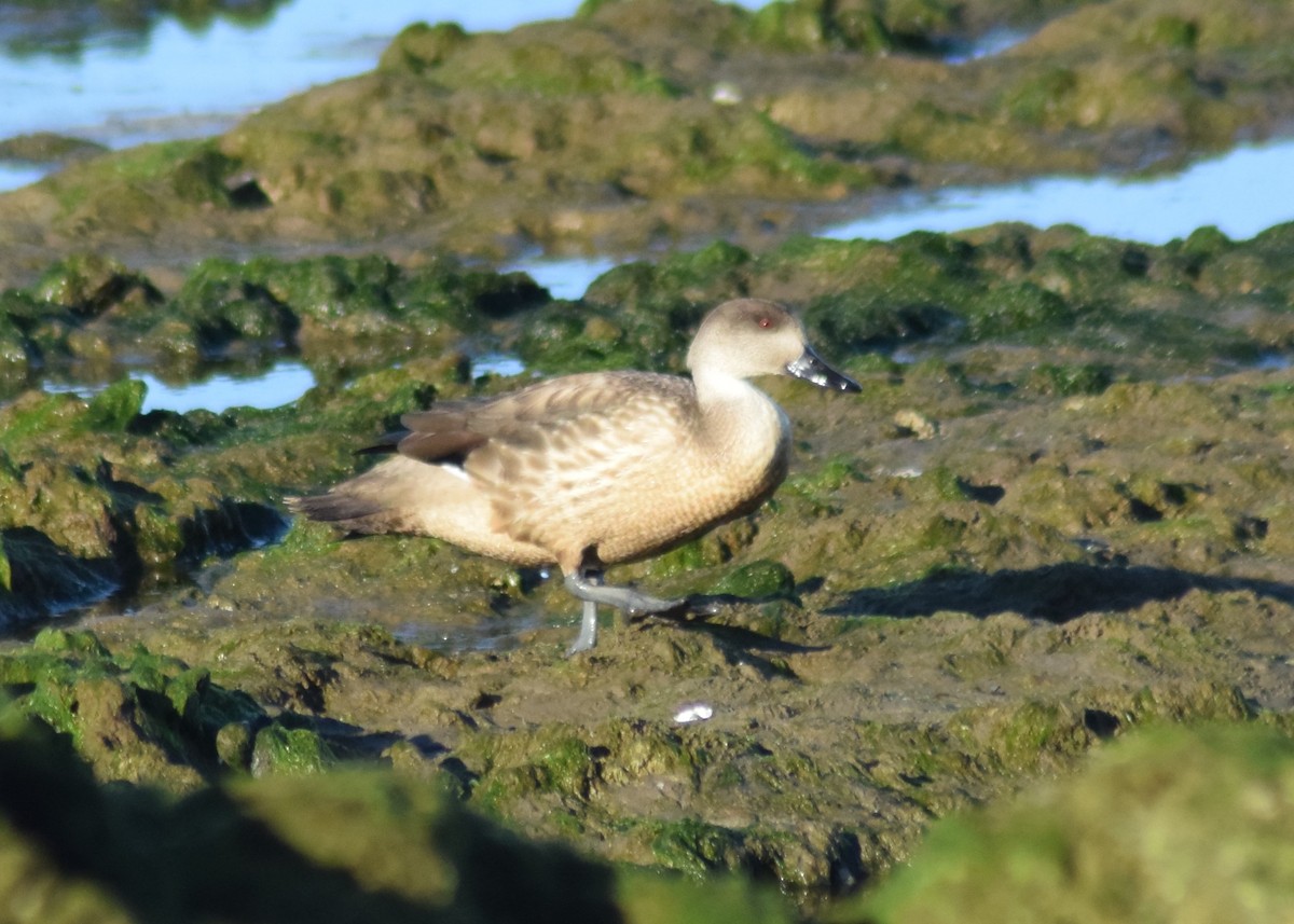 Crested Duck - ML413648611