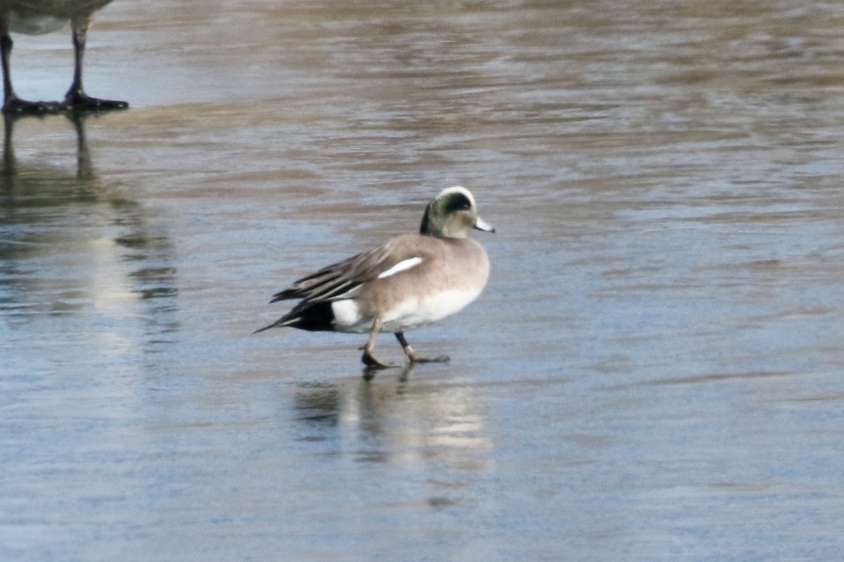 American Wigeon - ML413649871