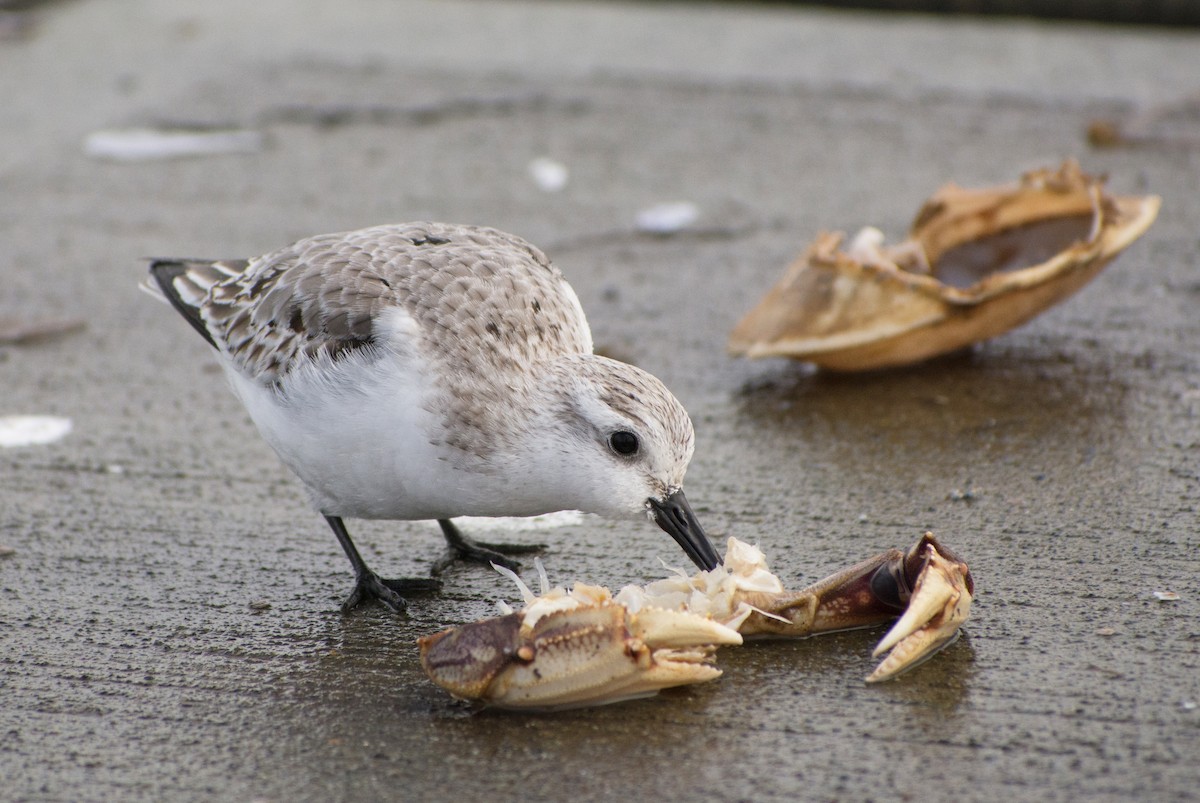 Bécasseau sanderling - ML413650201