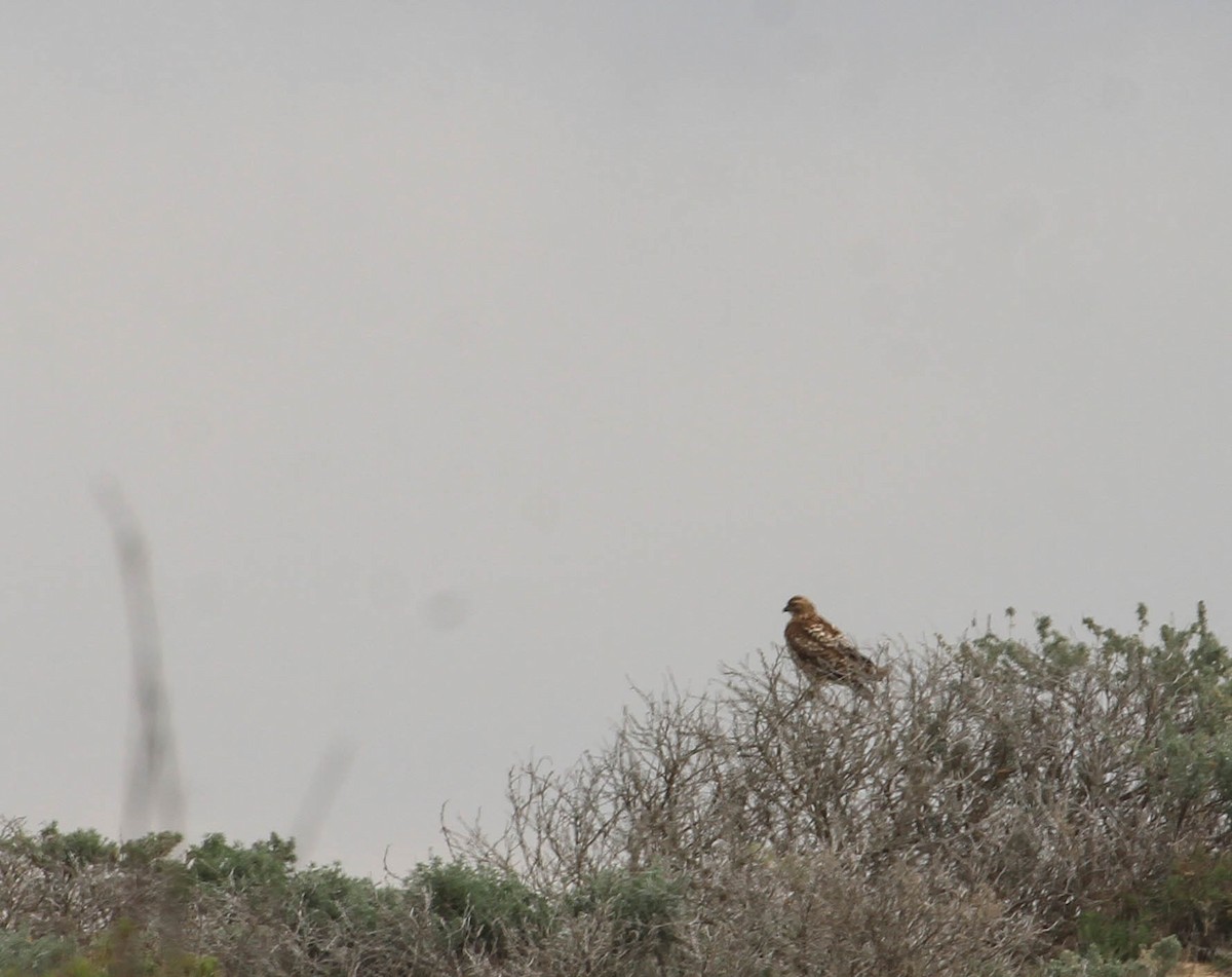 Red-tailed Hawk - ML413651481