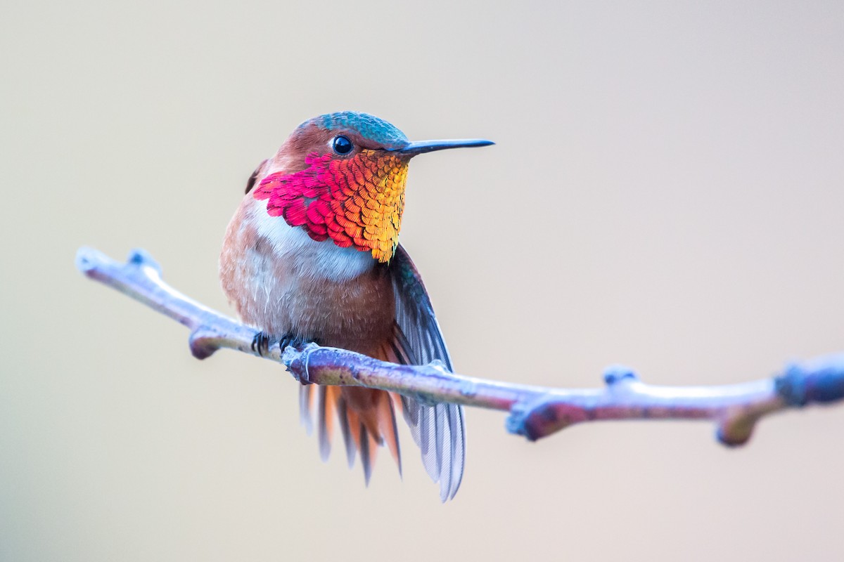 Allen's Hummingbird - ML413651861