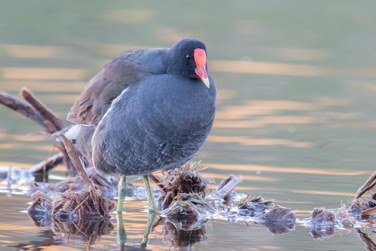 Common Gallinule - Braxton Landsman