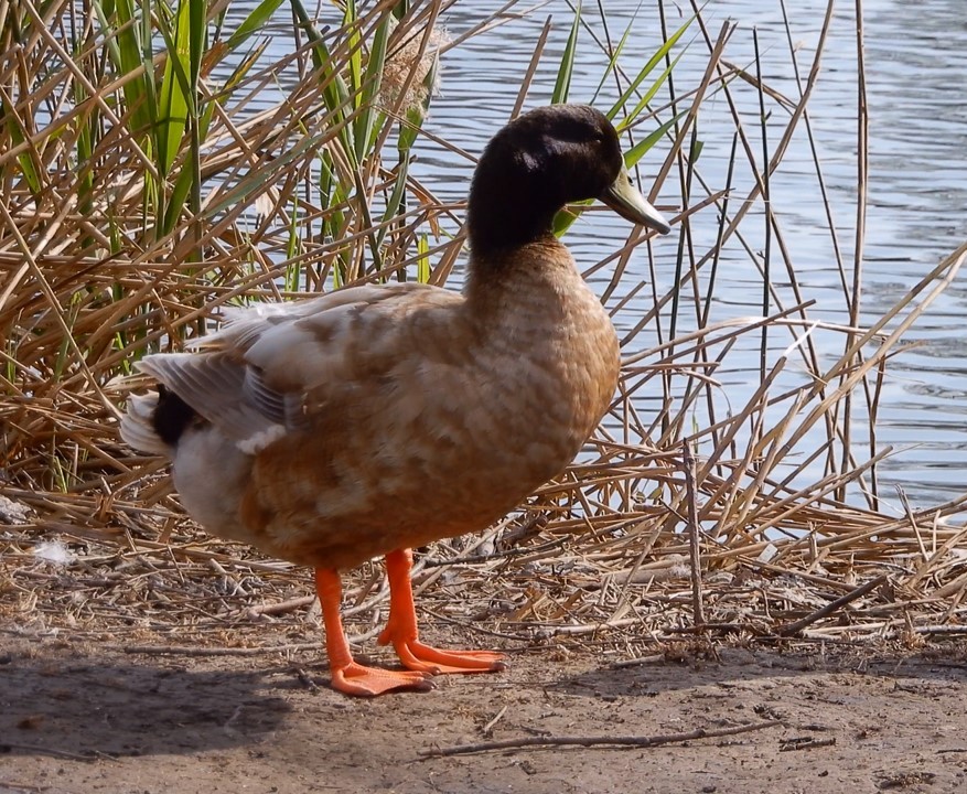 Mallard (Domestic type) - ML413652321