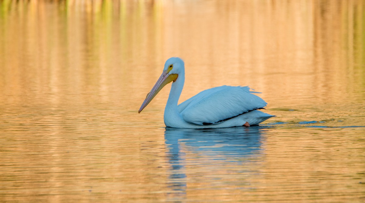 American White Pelican - ML413652491