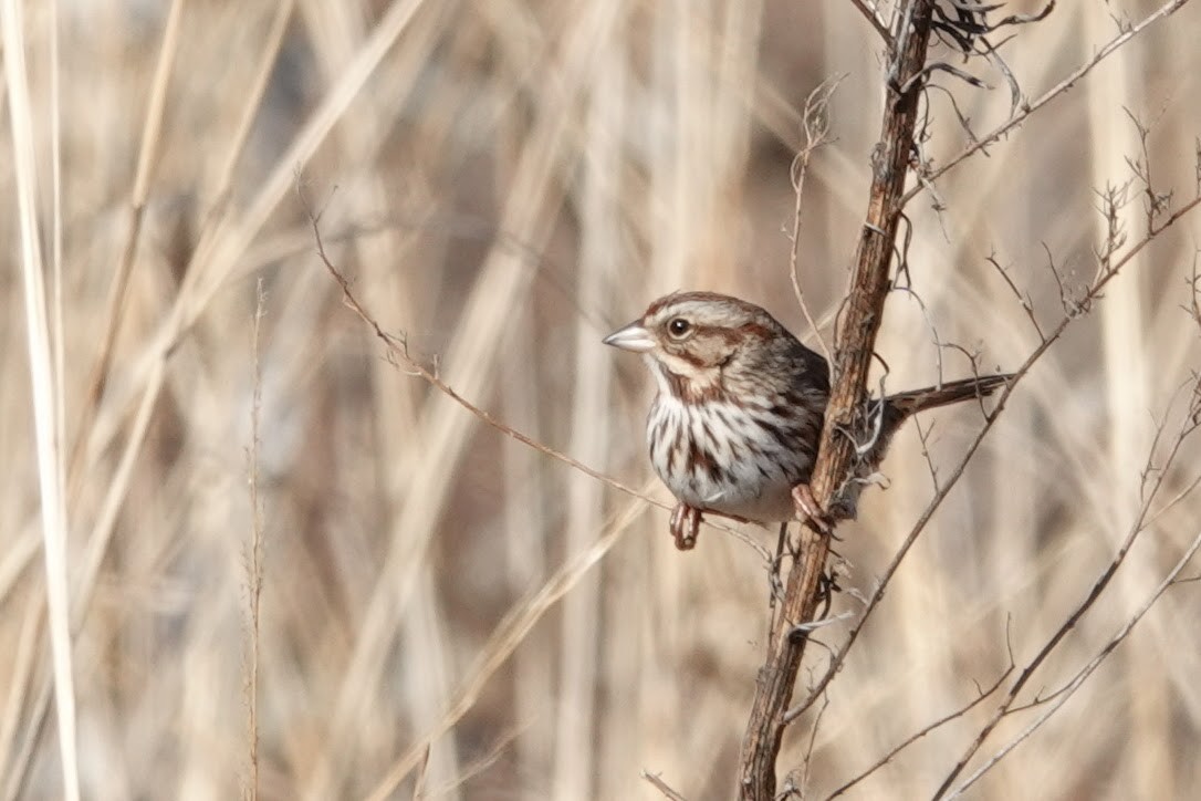 Song Sparrow - Linda Hamp