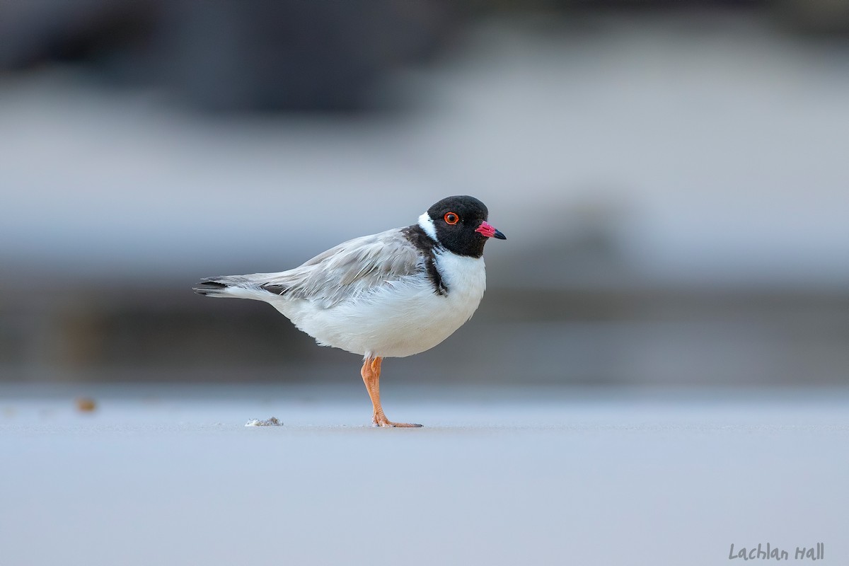 Hooded Plover - Lachlan Hall