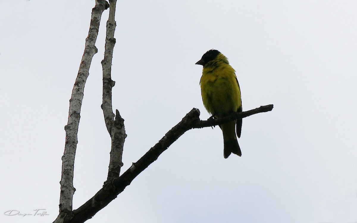 Hooded Siskin - ML413656901