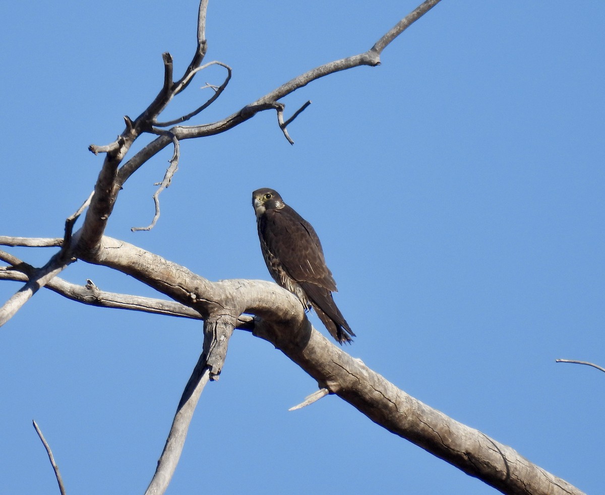 Halcón Peregrino - ML413657091