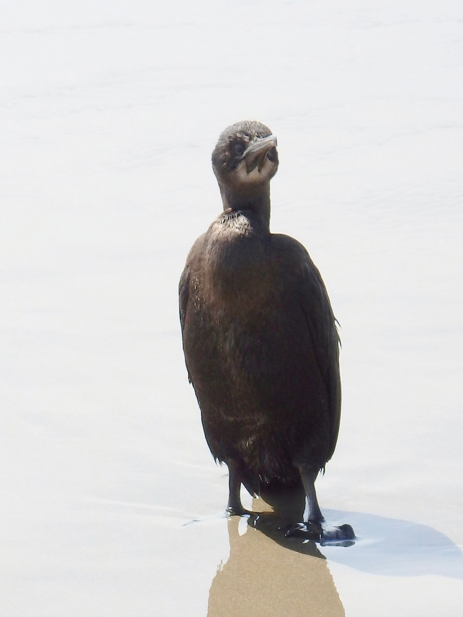 Brandt's Cormorant - ML413660481