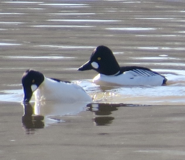 Common Goldeneye - ML413665361